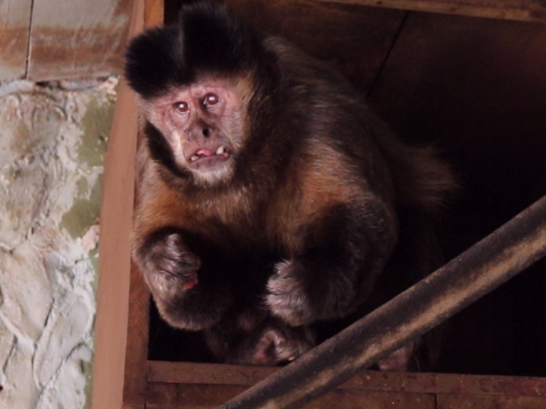 Macaco ZOOM 01