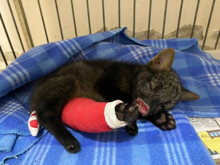 2509 - Cirurgia para colocação de pinos cruzados em fratura de fêmur esquerdo do Cachorro do mato RG1972. Cirurgião Juba e anestesista Alessandra