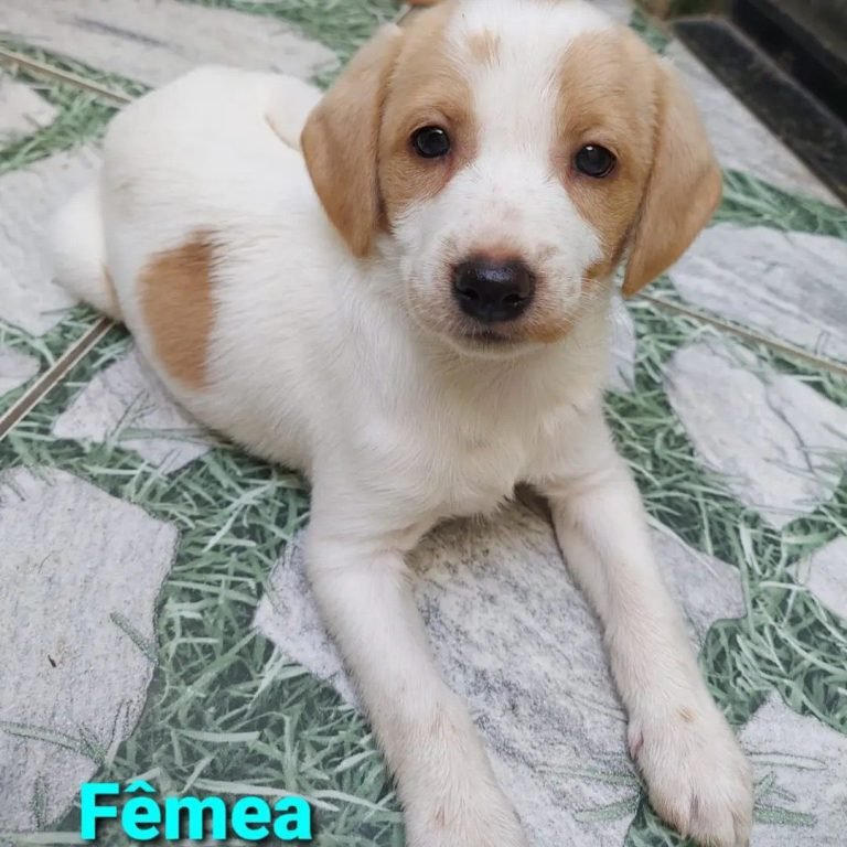 Feira Pet 270923 (5)