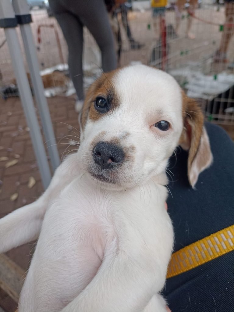 Feira Pet_Tivoli_13set23 (2)