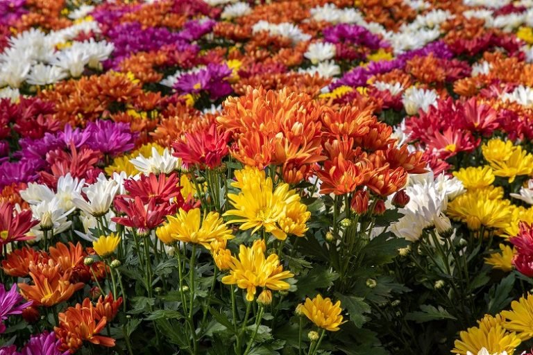 Crisantemos--Rancho-Raizes--2-