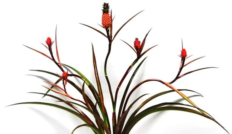 abacaxis-ornamentais