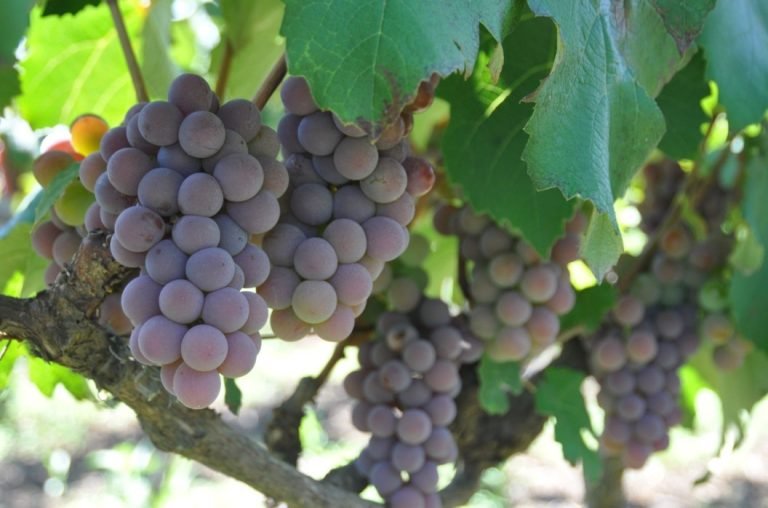 Captura de tela 2024-04-12 100831