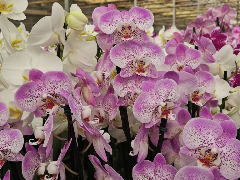 Ecoflora-orquidea-detalhe