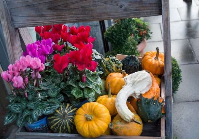 flores-e-Frutas-canva