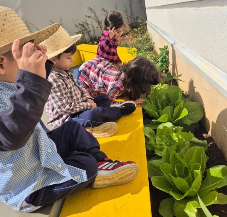 Plantacao Sitio Vovo Juca (1) (1)