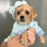 Tivoli tem nova edição da Feira Pet com sete pets à espera de um novo lar