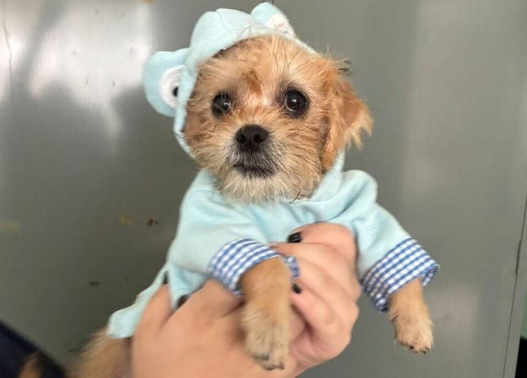 Adote um Pet_Tivoli_12112025_Divulgao (3) (1) (1)