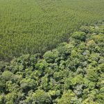 COP30 I Áreas degradadas em São Paulo poderão ser monitoradas por imagens de satélite