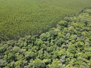 Foto-004-2025 - Florestar - -4 - -1- (1)