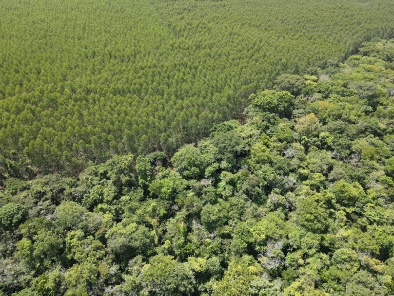 Foto-004-2025 - Florestar - -4 - -1- (1)