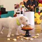 Hotéis e creches para cães se consolidam como oportunidade de negócio em Campinas