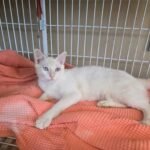 Sumaré – ONG Viralatinhas arrecada doações para Bazar da Pechincha em prol de animais