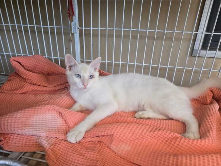 Gatinhos - ONG Viralatinhas (3) (1)