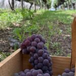 Festa da Uva e do Vinho começa nesta sexta (17) com entrada gratuita e programação voltada ao campo em Indaiatuba