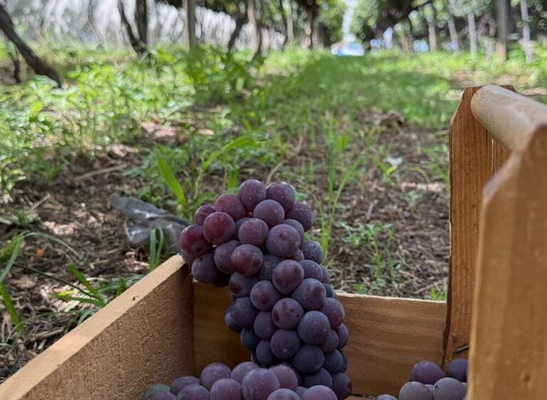 WhatsApp Image 2026-04-16 at 09.56.49 (2) (1)