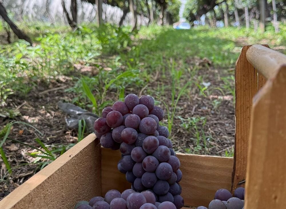 WhatsApp Image 2026-04-16 at 09.56.49 (2) (1)