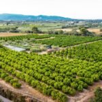 Exportação recorde: rastreabilidade vira passaporte para frutas brasileiras conquistarem espaço no mercado internacional