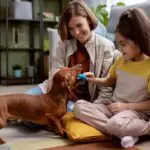 Com 160 milhões de pets, brasileiros passam a buscar produtos de limpeza mais seguros
