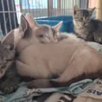 Feirinha de adoção da Viralatinhas transforma encontros em novos lares para animais de Sumaré