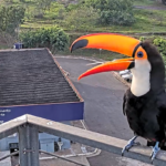 Tucano se exibe para câmera instalada em rodovia na região de Campinas