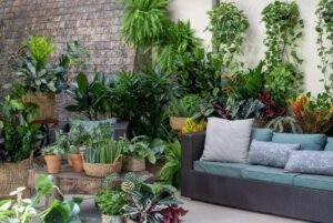Plante-ar-puro (1)