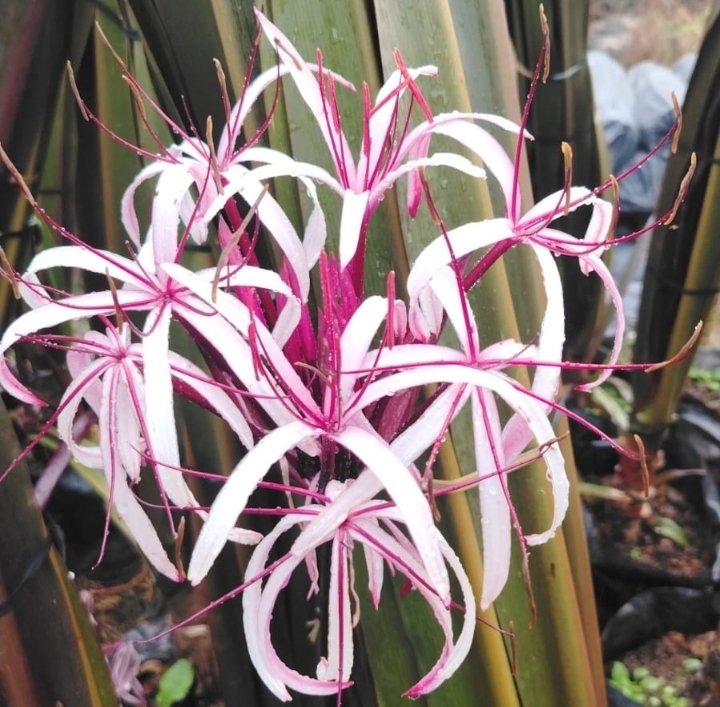 Clinio-Gigante-Rubro - -Flora-Botelhos - -detalhe